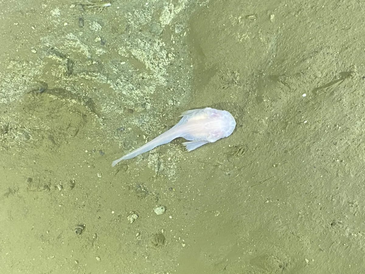 Scientists Film Mystery Creature 9,100m Deep Off Japan - Image 4