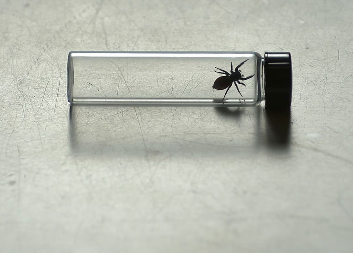 Nefertiti the Johnson jumping spider inside a test tube at the Smithsonian Museum