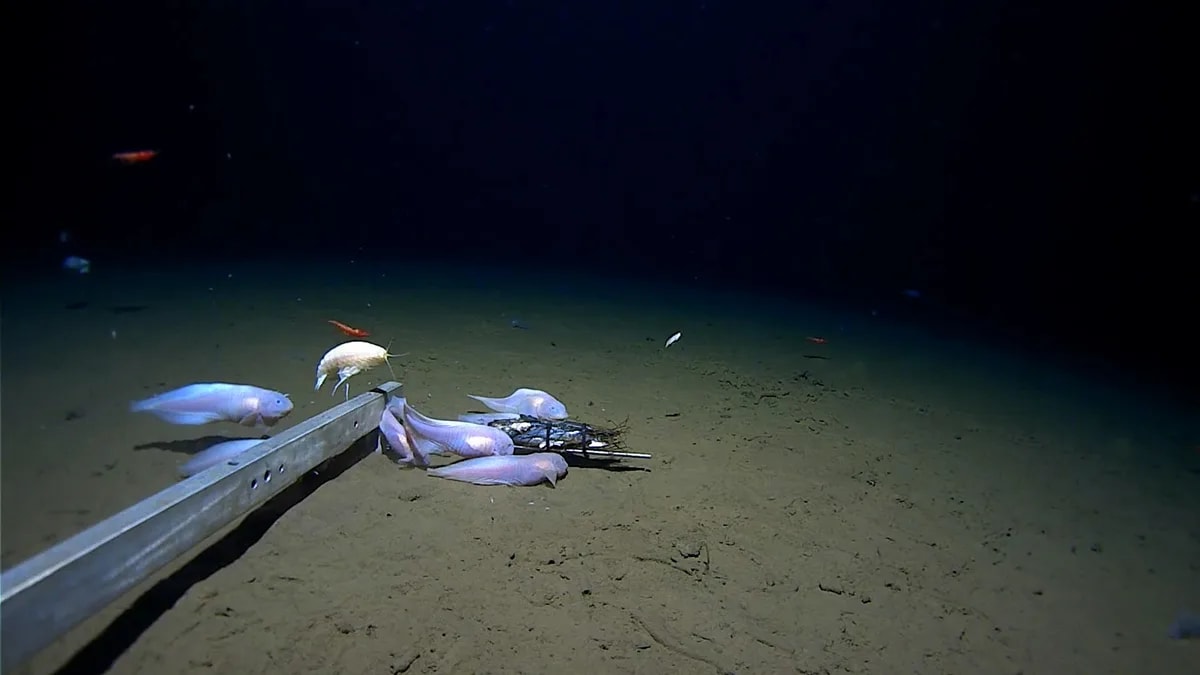 Scientists Film Mystery Creature 9,100m Deep Off Japan - Image 5