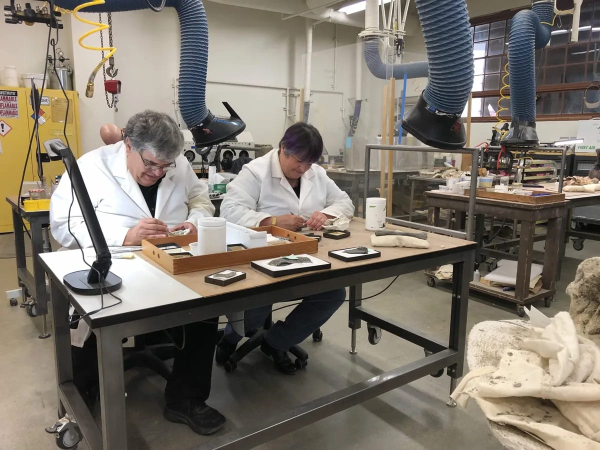 Witch Croc' Fossil Fills Missing Link in New Mexico - Image 3