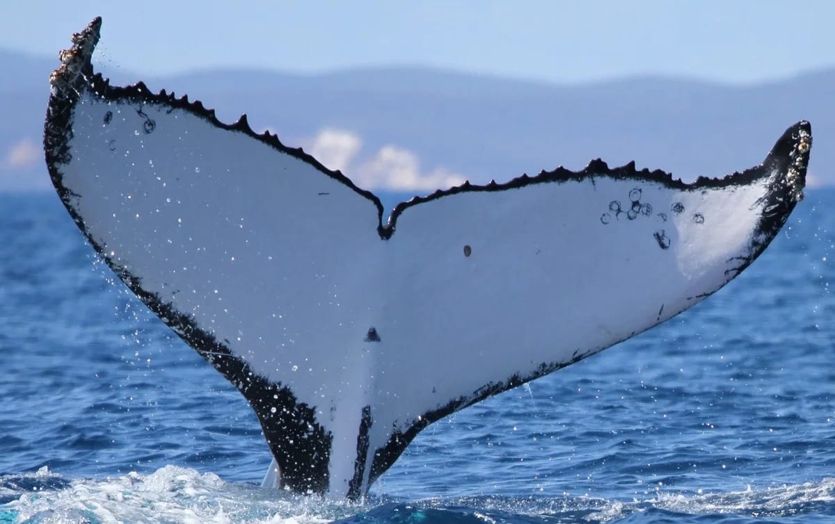 Humpback Whale Swims 9,300 Miles, Shatters World Record - Image 2