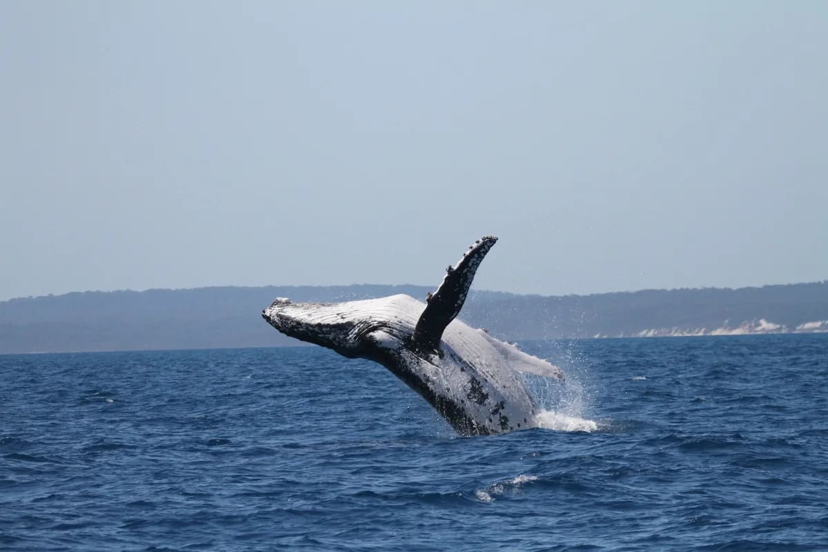 Humpback Whale Swims 9,300 Miles, Shatters World Record - Image 3