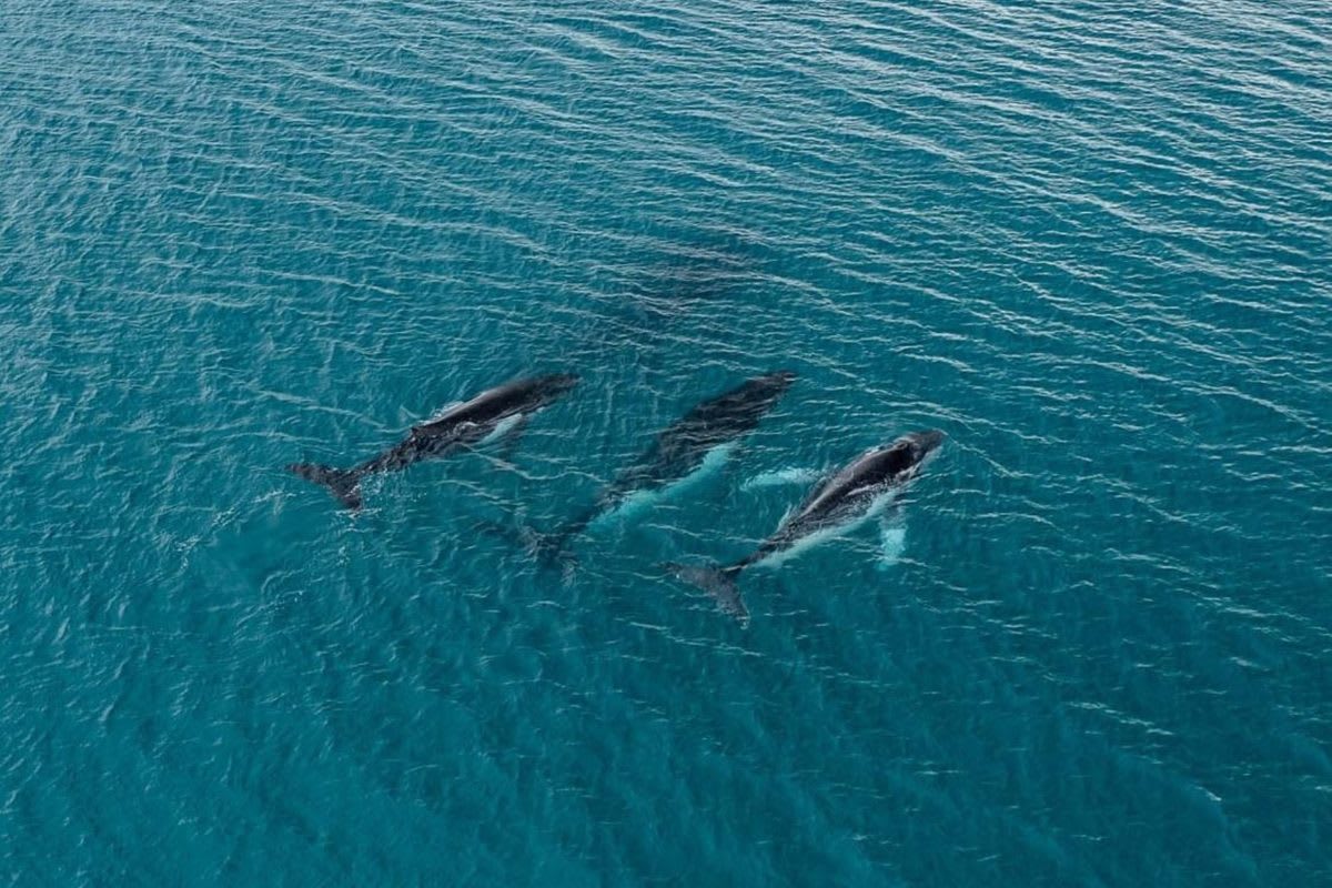 Humpback Whale Swims 9,300 Miles, Shatters World Record