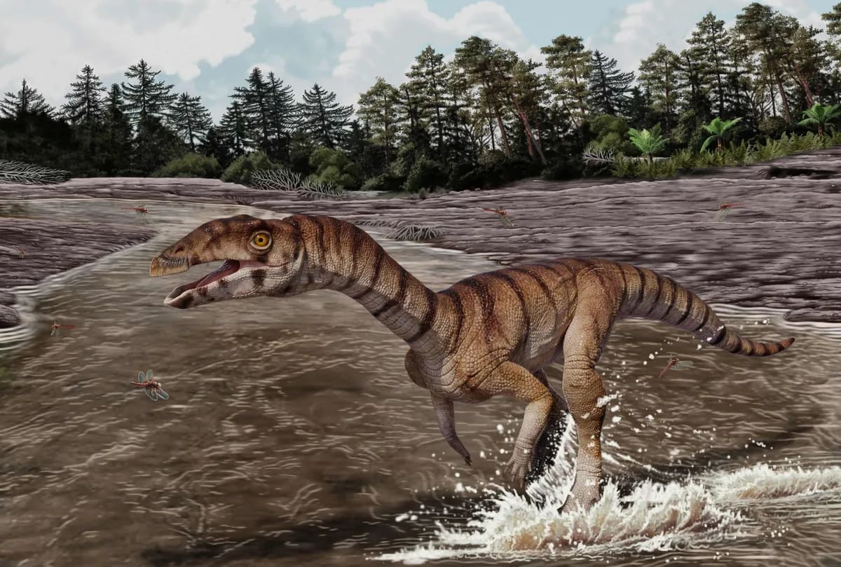 Witch Croc' Fossil Fills Missing Link in New Mexico - Image 2