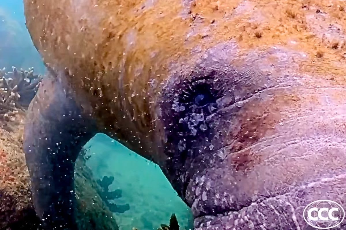 Curious manatee swimming up close to underwater camera making direct eye contact in Miami coral reef