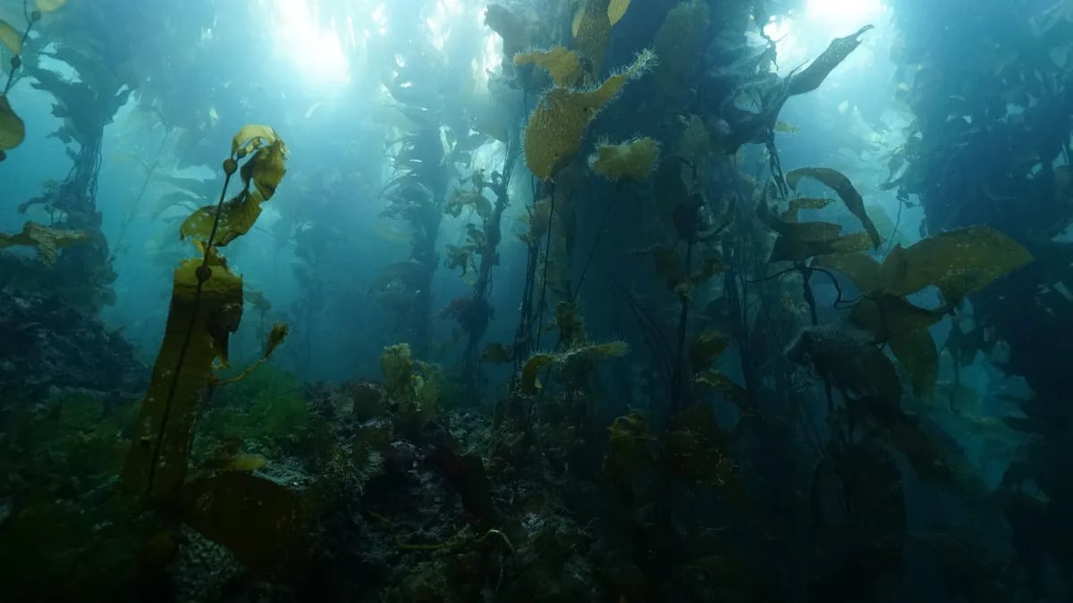 Scientists Map 750-Mile Patagonian Kelp Forest Carbon Sink - Image 3
