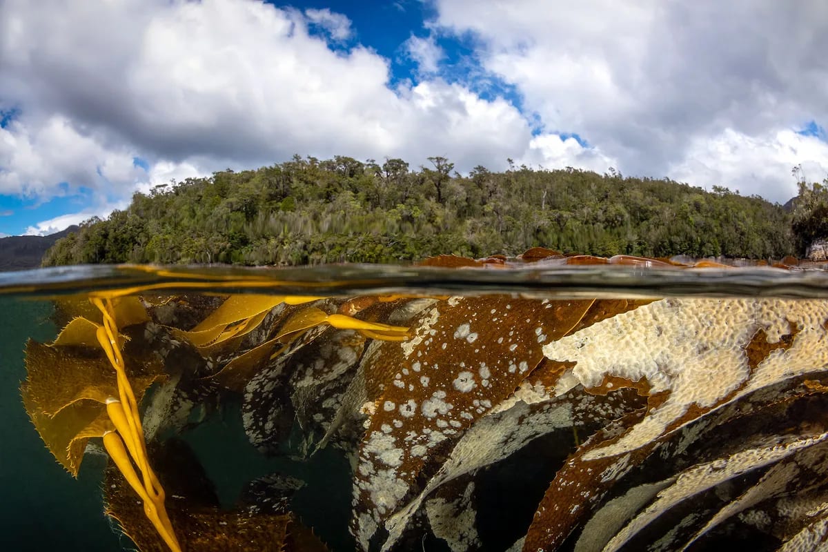 Scientists Map 750-Mile Patagonian Kelp Forest Carbon Sink - Image 4