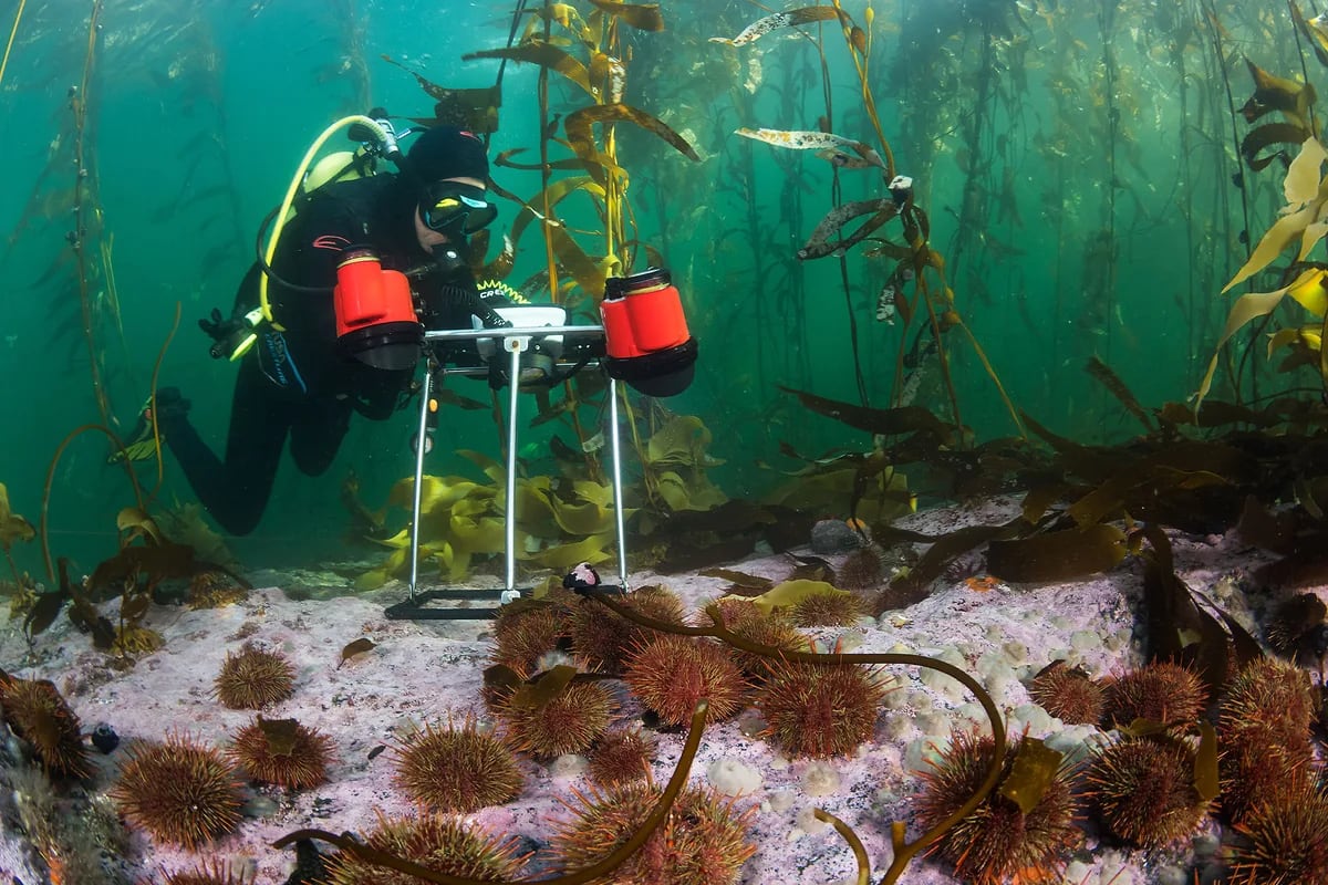 Scientists Map 750-Mile Patagonian Kelp Forest Carbon Sink - Image 5