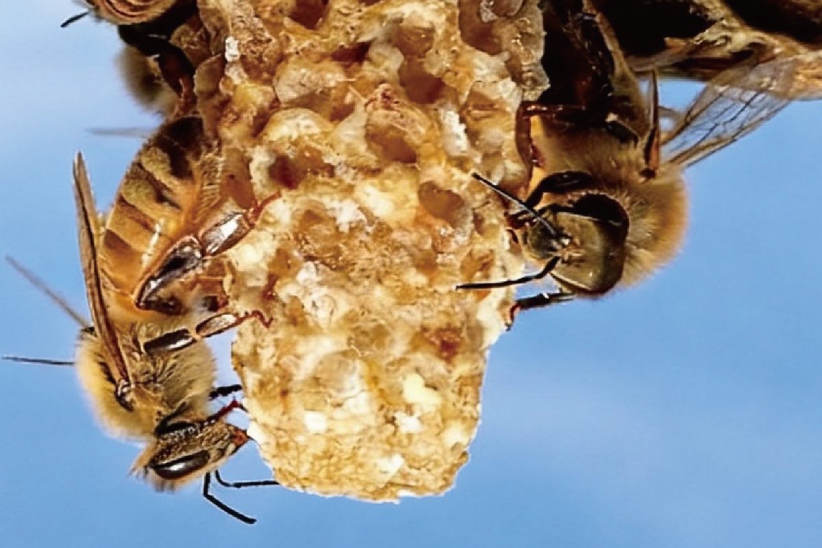Dad's Toddler Discovers New Type of Honeybee Worker