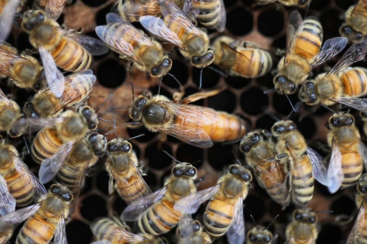 Dad's Toddler Discovers New Type of Honeybee Worker - Image 2