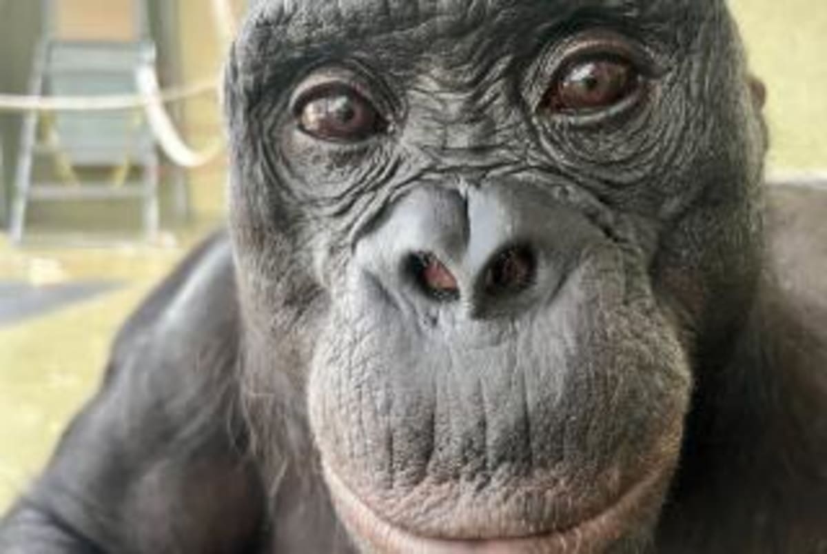 Scientists Tickle Apes, Discover 15 Million Years of Giggles - Image 5