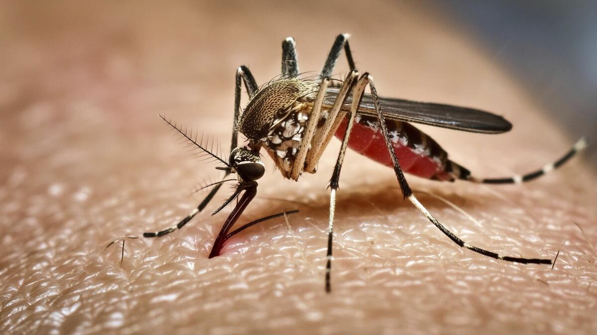 Google Plans 32M Mosquito Release to Fight Dengue in CA - Image 2