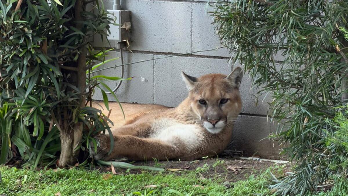 Young Mountain Lion Safely Rescued in Pasadena Neighborhood - Image 2