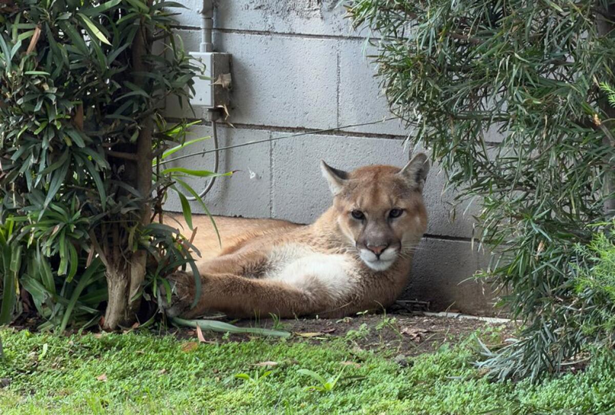 Young Mountain Lion Safely Rescued in Pasadena Neighborhood - Image 3
