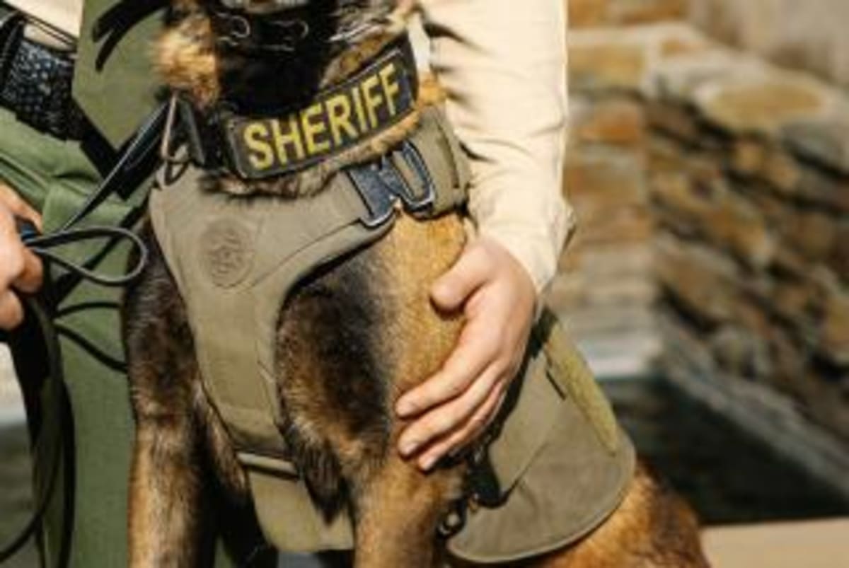 Lost Dog Rescued From Bay After Two-Week Swim - Image 5