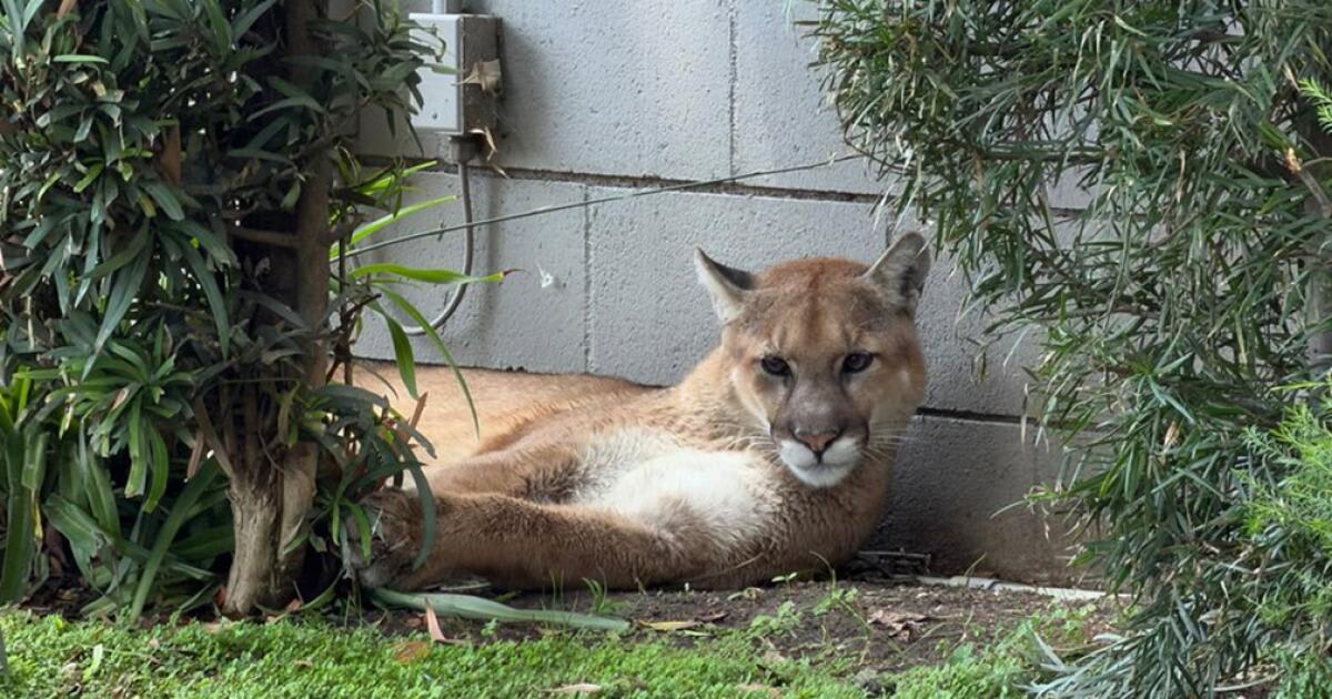 Healthy young mountain lion resting in residential yard before safe wildlife rescue in Pasadena