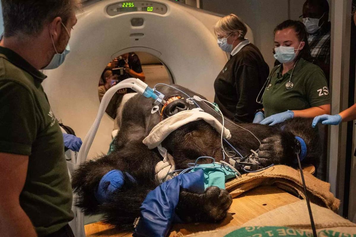 London Zoo Gets Record £20M Gift for Animal Hospital