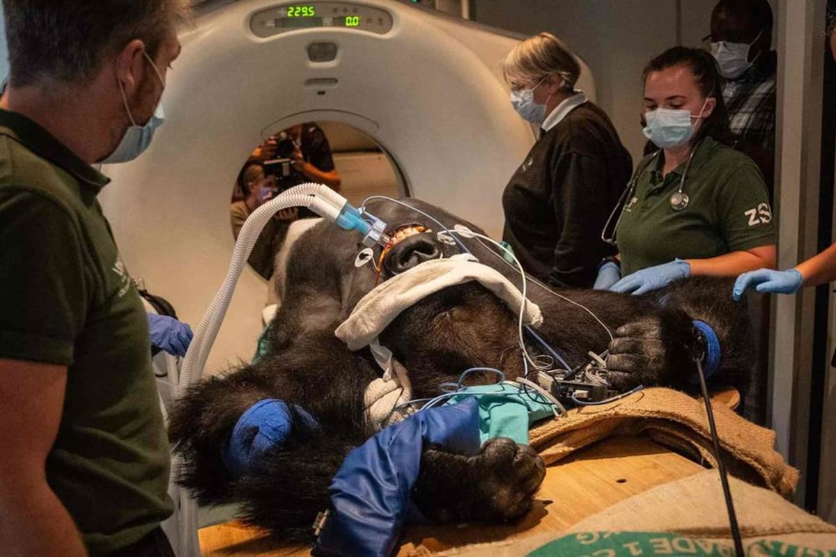 London Zoo Gets Record £20M Gift for Animal Hospital - Image 2