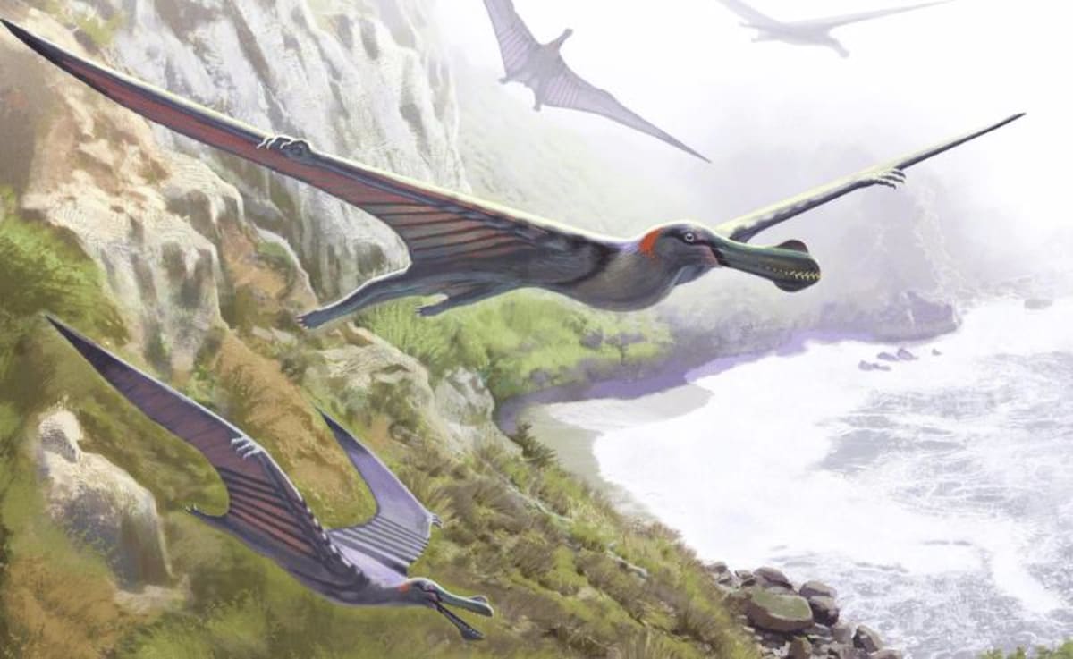 Egypt's First Pterosaur Fossil Found After 95 Million Years