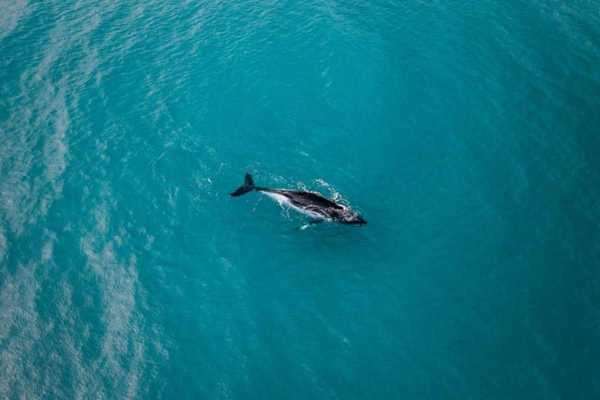 Australia Launches $24M Fund to Protect Great Barrier Reef - Image 3