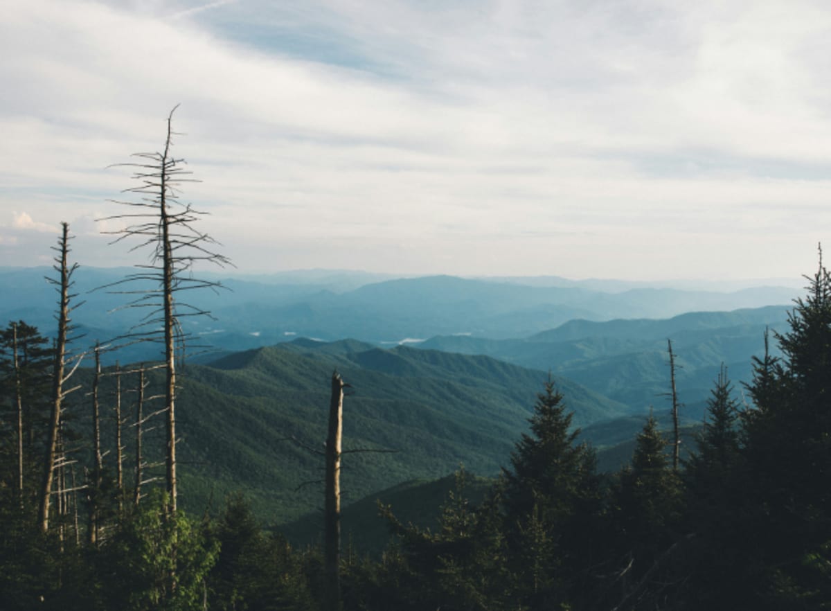 Tech Giants Fund Living Carbon's Reforestation Project - Image 2