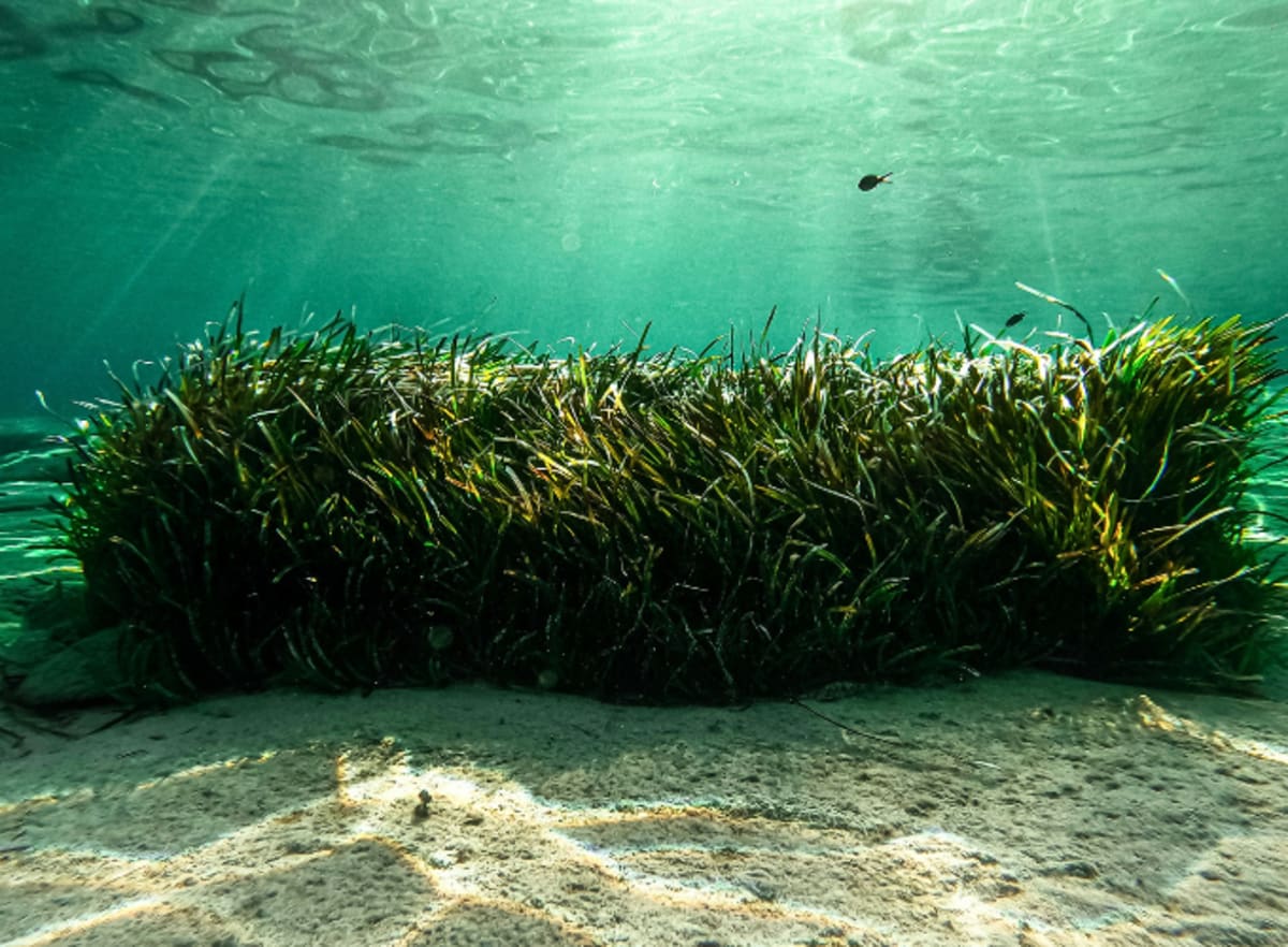 New Tool Makes Seaweed a Powerful Climate Fighter - Image 2