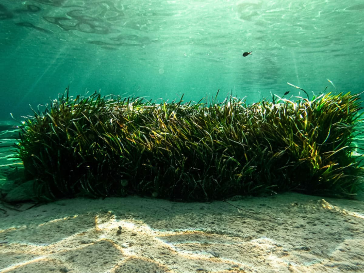 ** Healthy green seaweed growing underwater in ocean farm capturing carbon dioxide