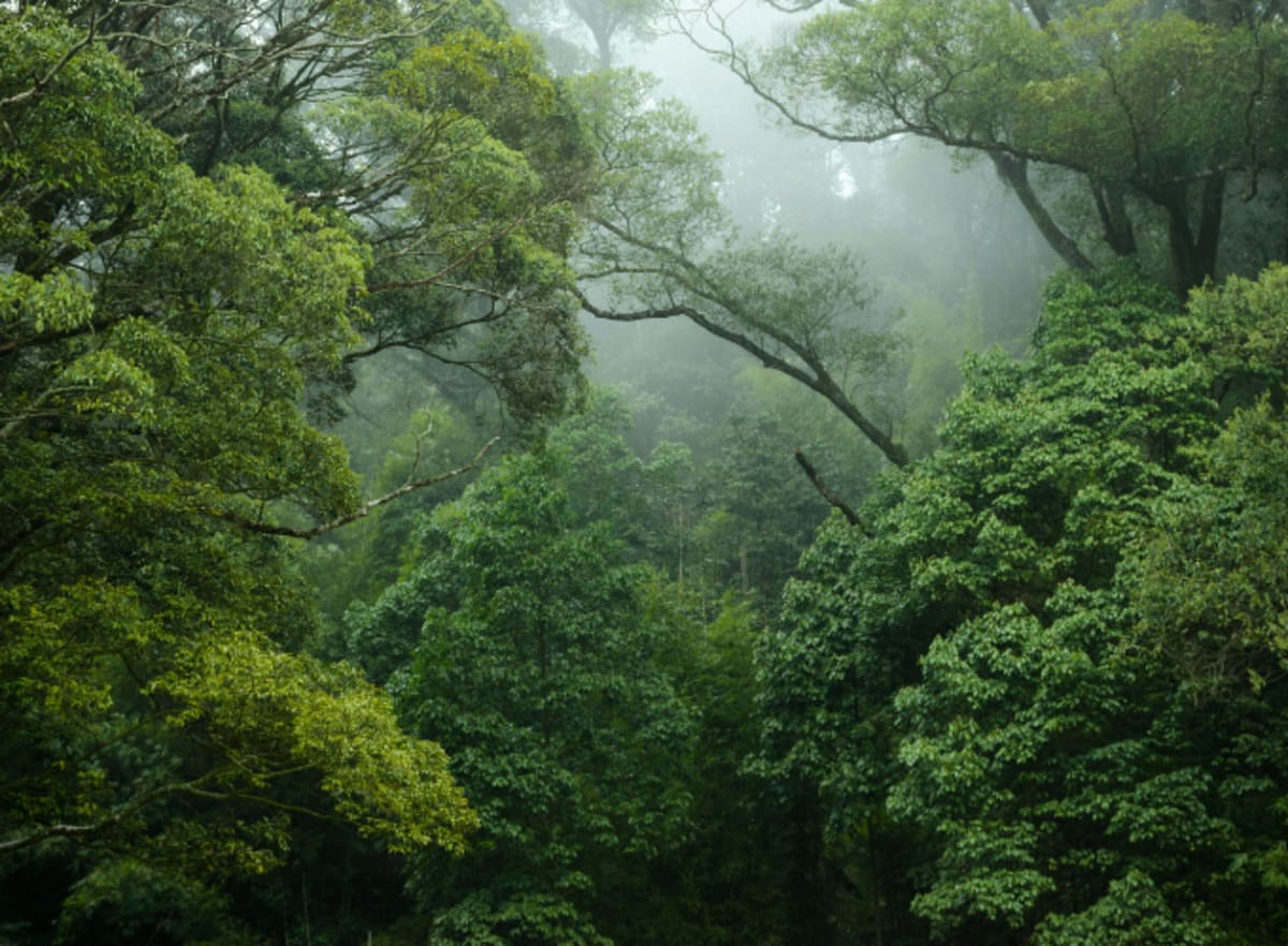 First Reforestation Credits Certified by Nature-Based Registry - Image 2