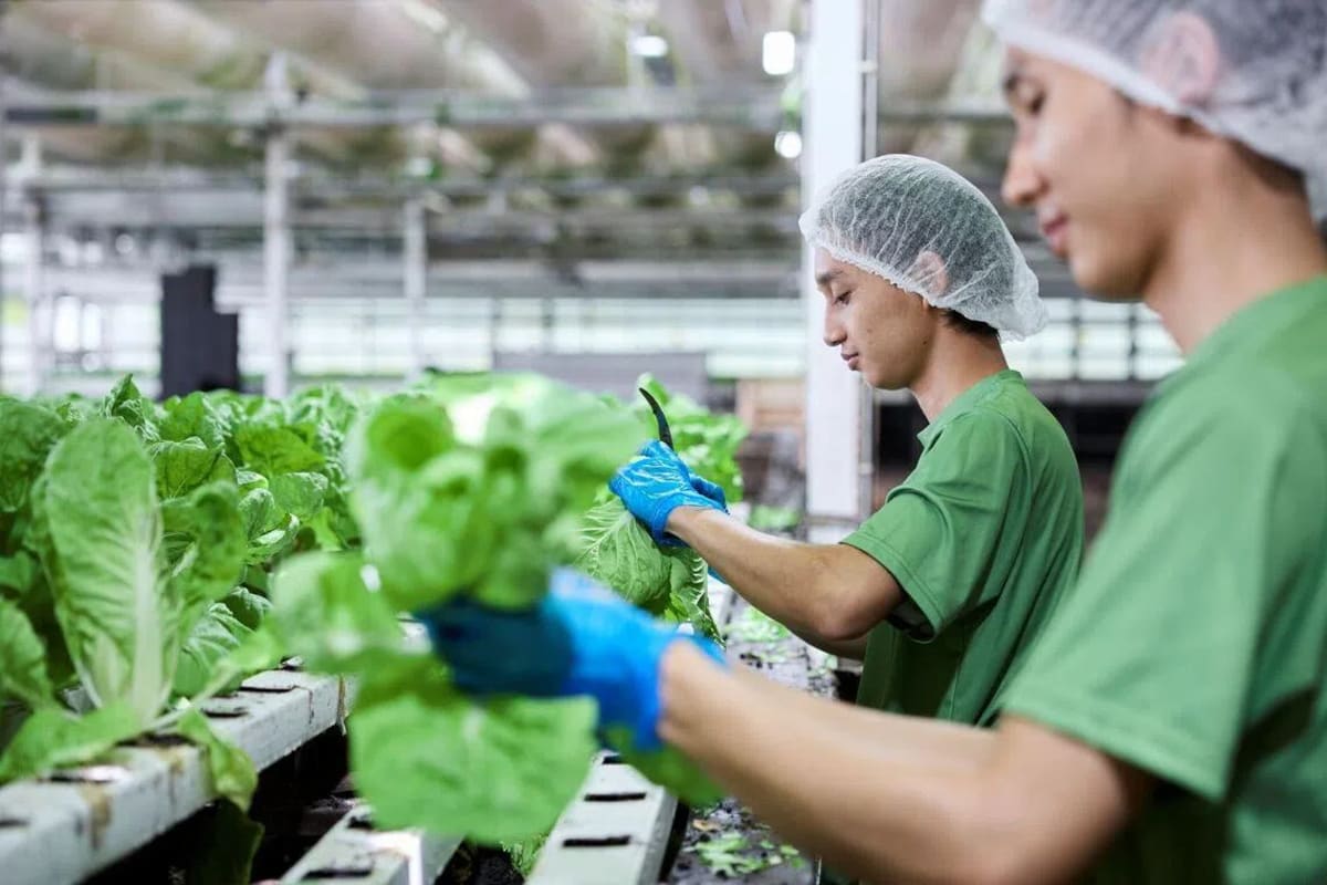 Singapore Smart Farms Use AI to Grow Better Food - Image 3