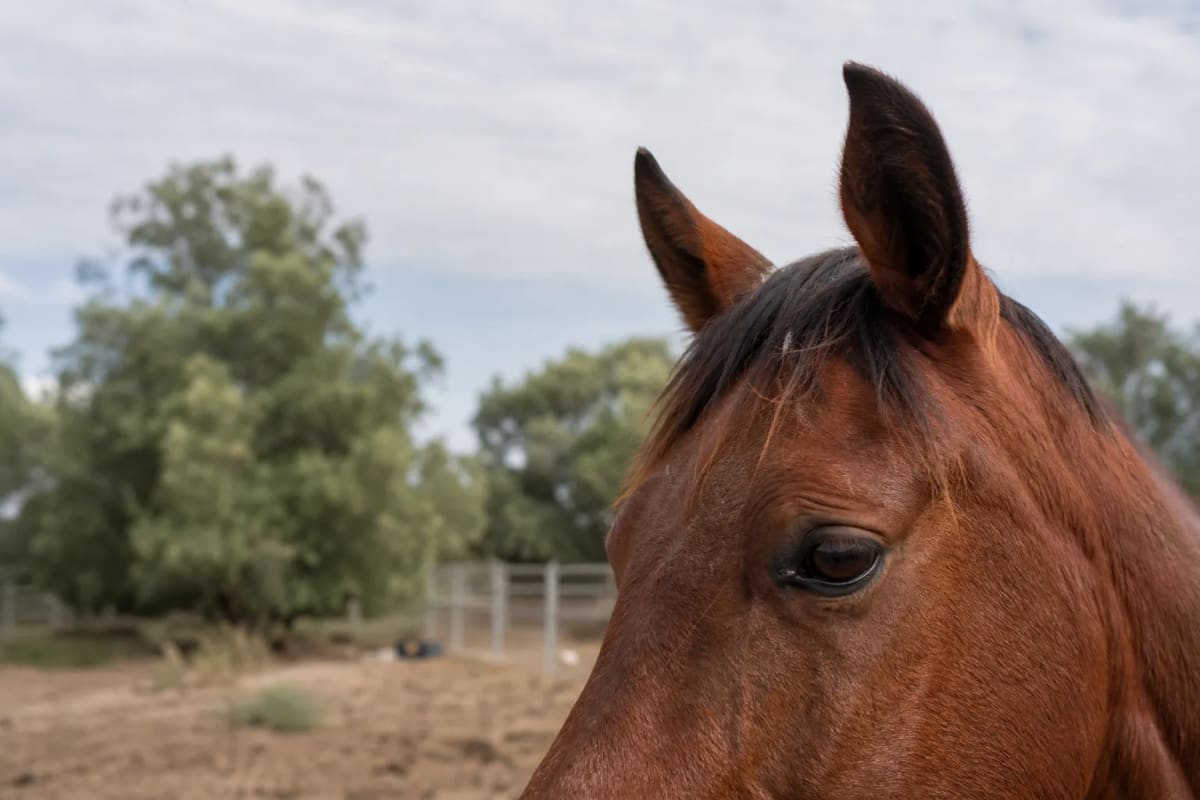 Close-up of a brown horse's face showing ears and facial features used for AI pain detection
