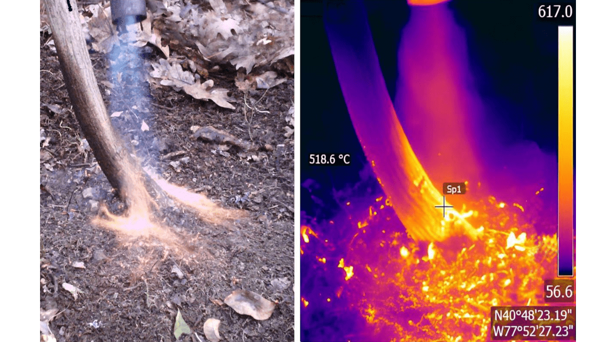Penn State Finds New Way to Control Invasive Plants - Image 2