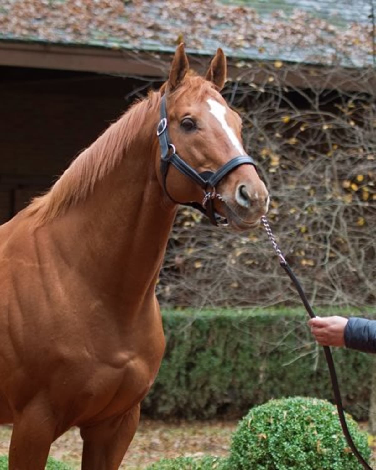 Horse Racing Legend Curlin Finally Sires Derby Winner