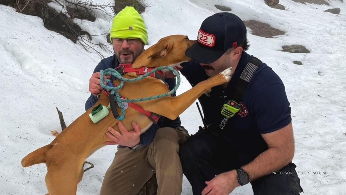 Firefighters Save Dog From Waterfall Ledge in New York
