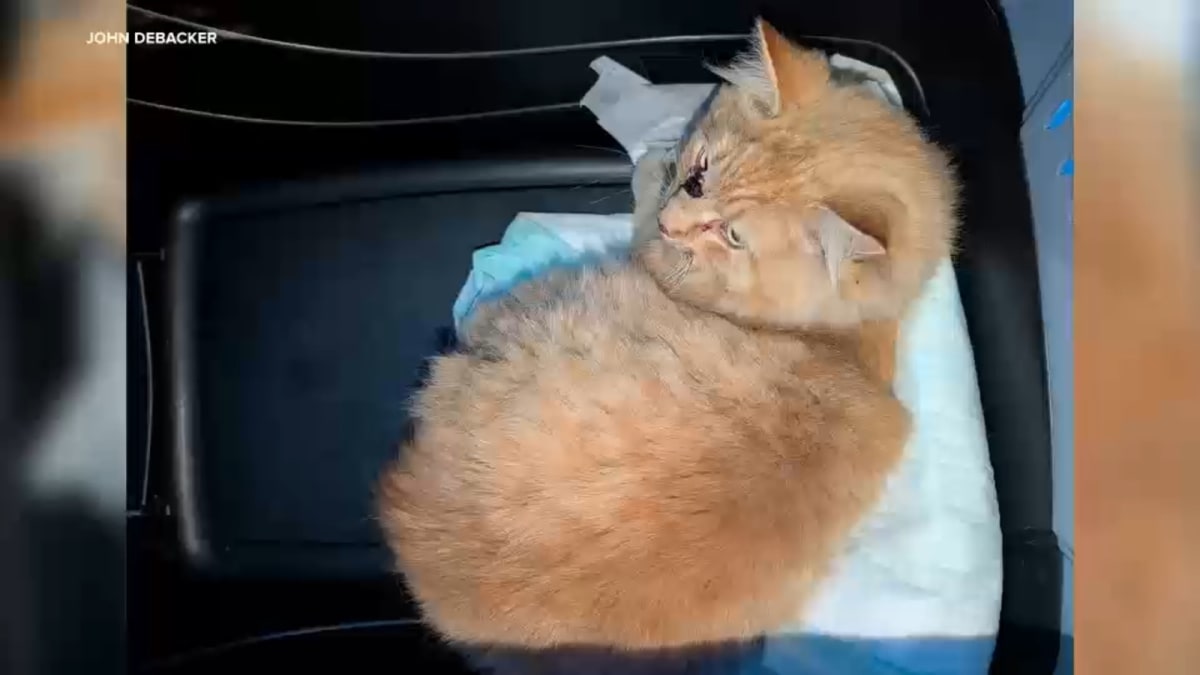 Cat Named Garfield Survives Train Hit, Rescued from Tracks