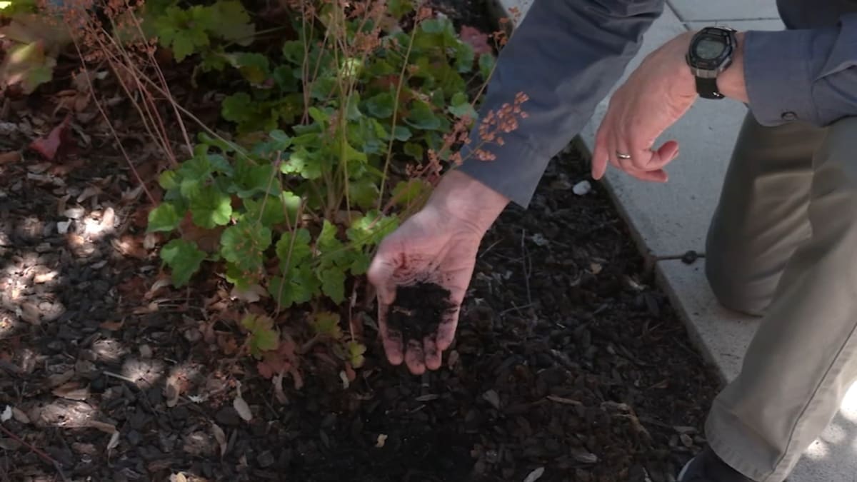 Close-up of fine rock powder being spread across green farmland soil