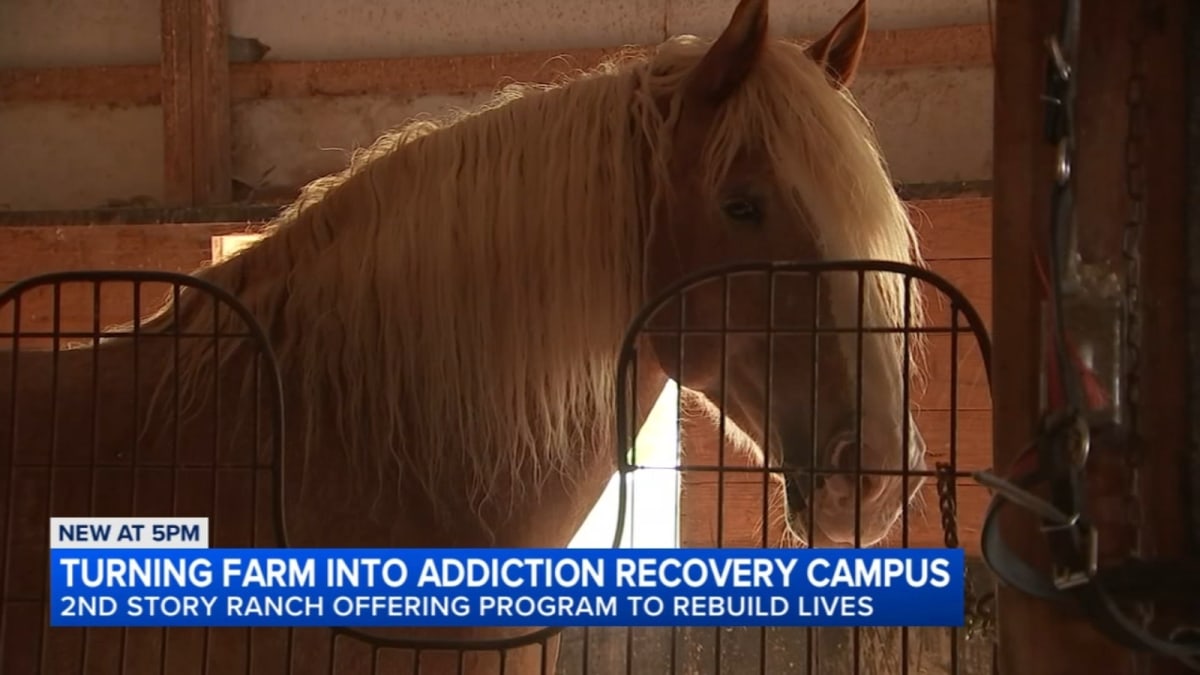 Illinois Horse Farm Gives Recovering Addicts a Second Chance