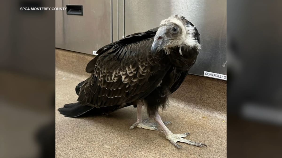 Young turkey vulture recovering at wildlife center after escaping Big Sur wildfire