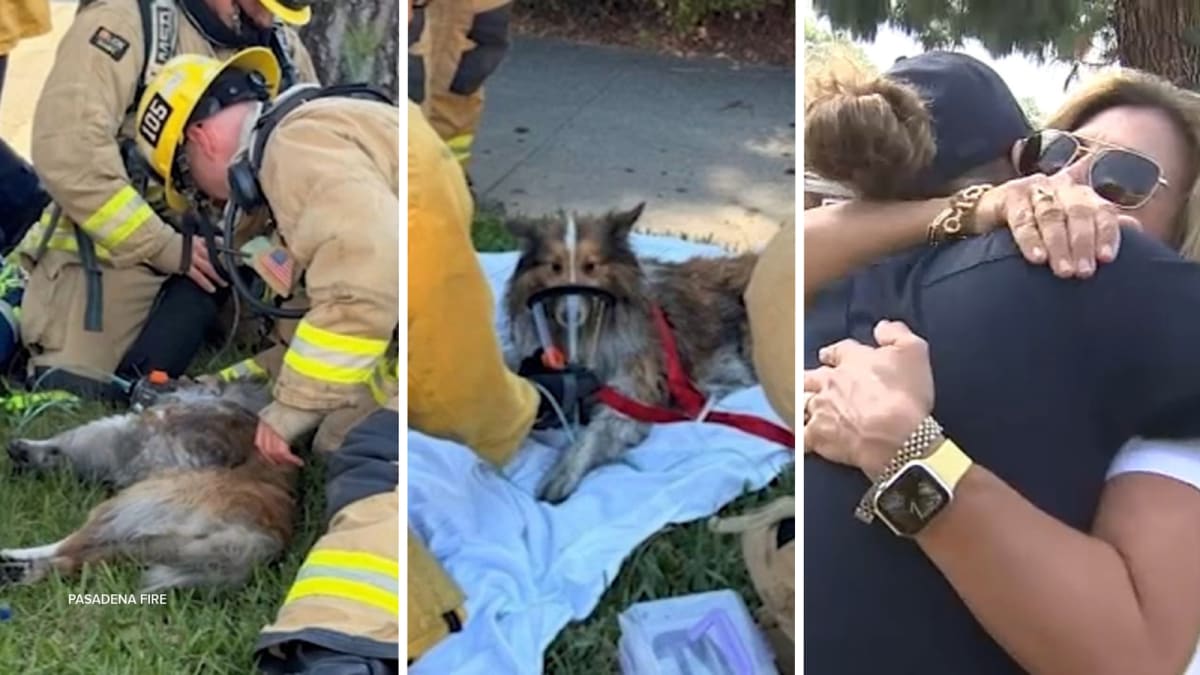 Firefighters Save Dog From Smoke, Reunite With Milo