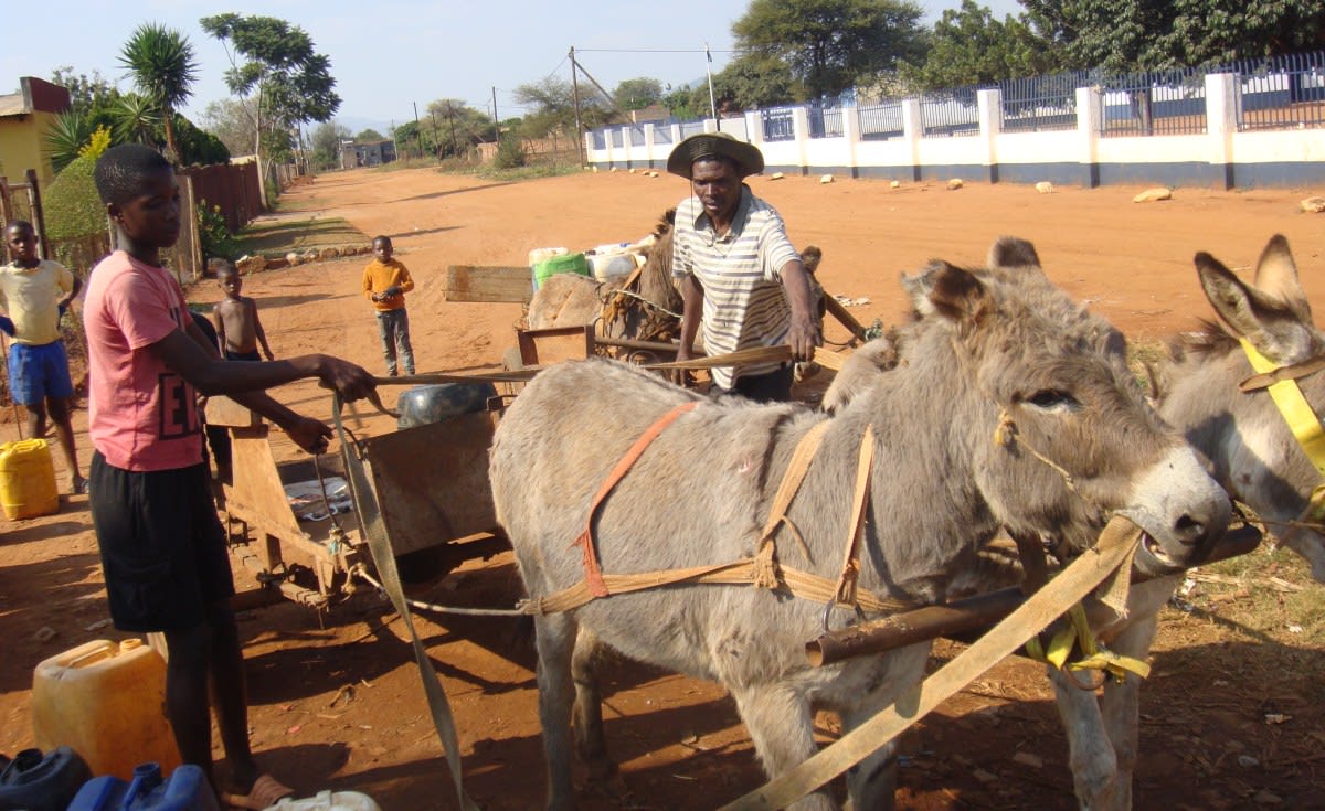 Donkey Cart Water Delivery Helps South African Village