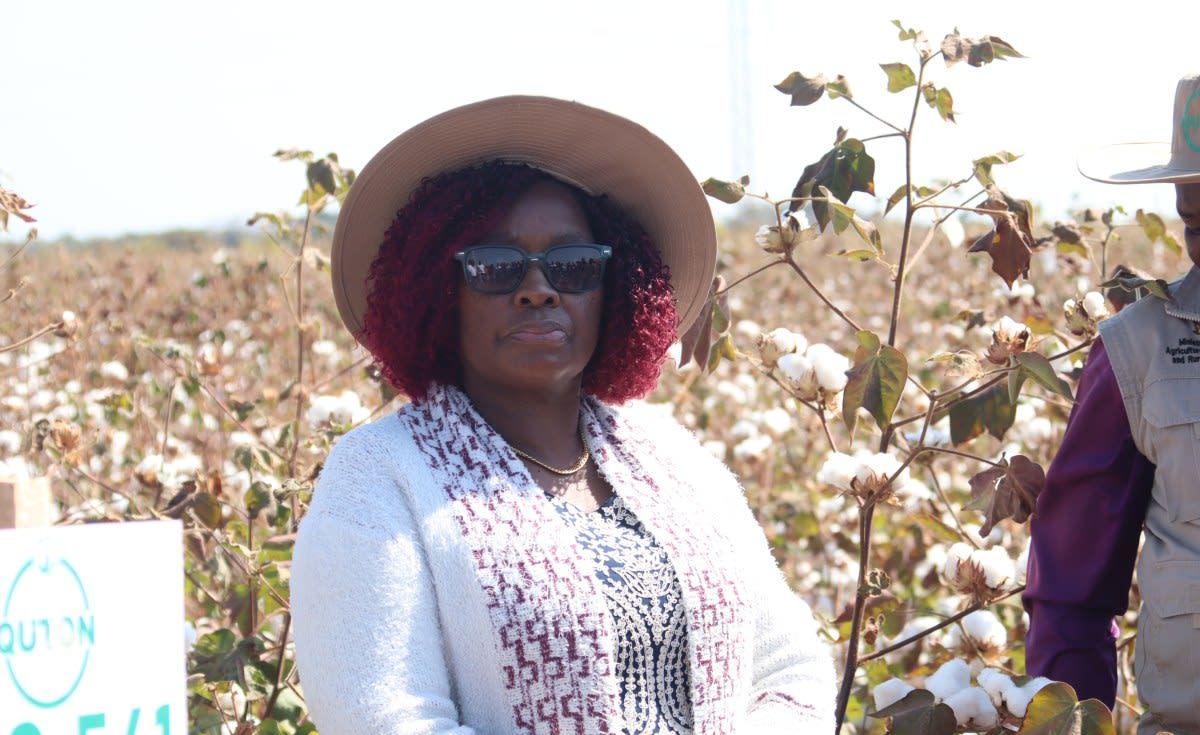 New Cotton Seeds Revive Zimbabwe Farming After 80% Collapse