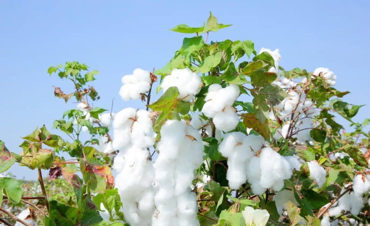 Ethiopia Cuts Irrigation Water Use by 40% for Cotton Farms