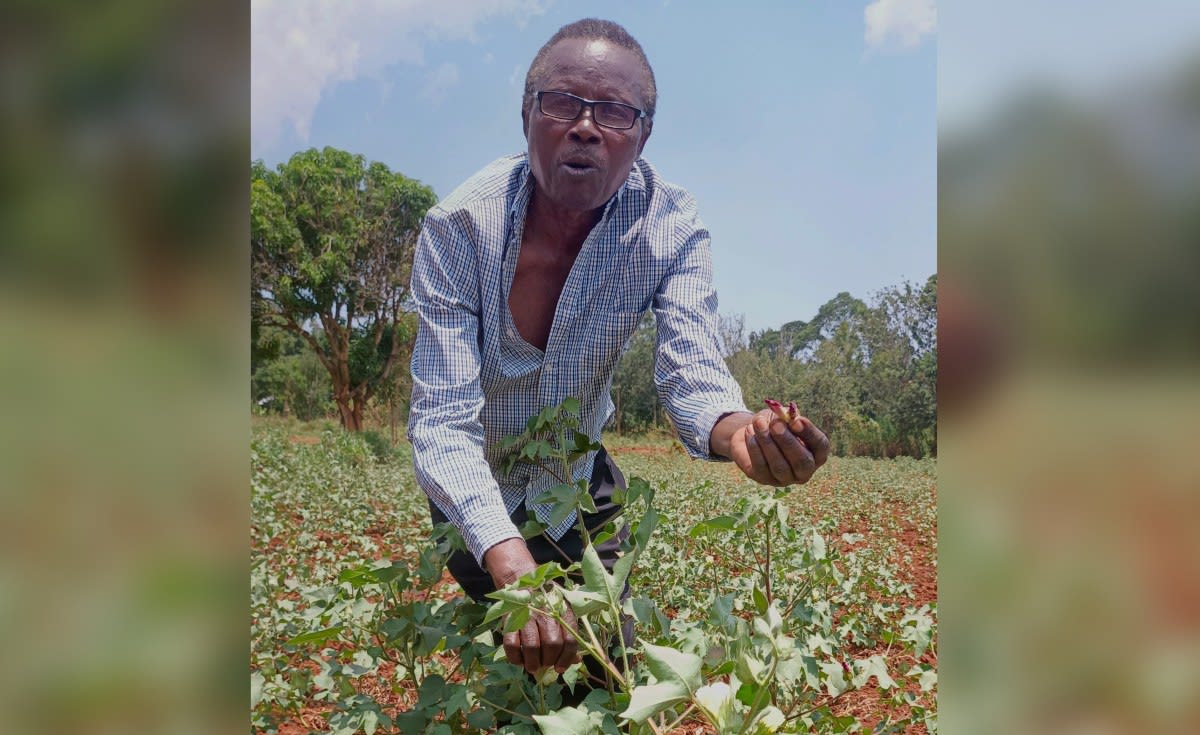 Kenyan cotton farmer Vincent Okumu inspecting young cotton plants in his Busia County field