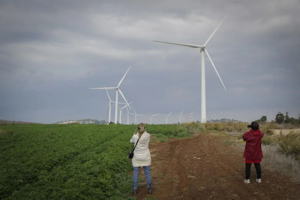 Israeli Vineyard Harvests Grapes and Solar Power Together - Image 3