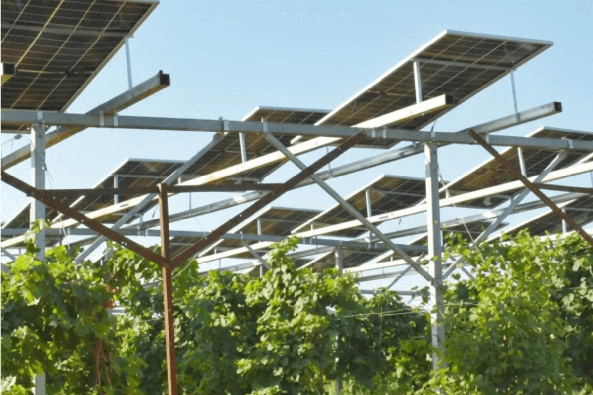 Israeli Vineyard Harvests Grapes and Solar Power Together - Image 2