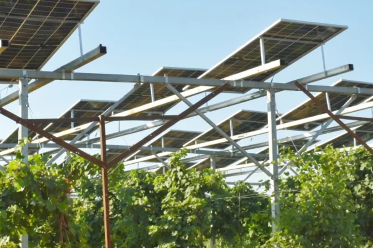 Israeli Vineyard Harvests Grapes and Solar Power Together
