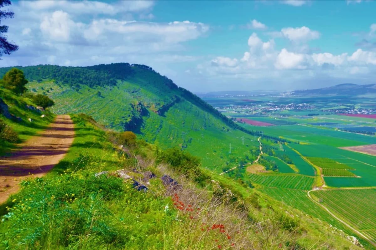 Israeli Vineyard Harvests Grapes and Solar Power Together - Image 4