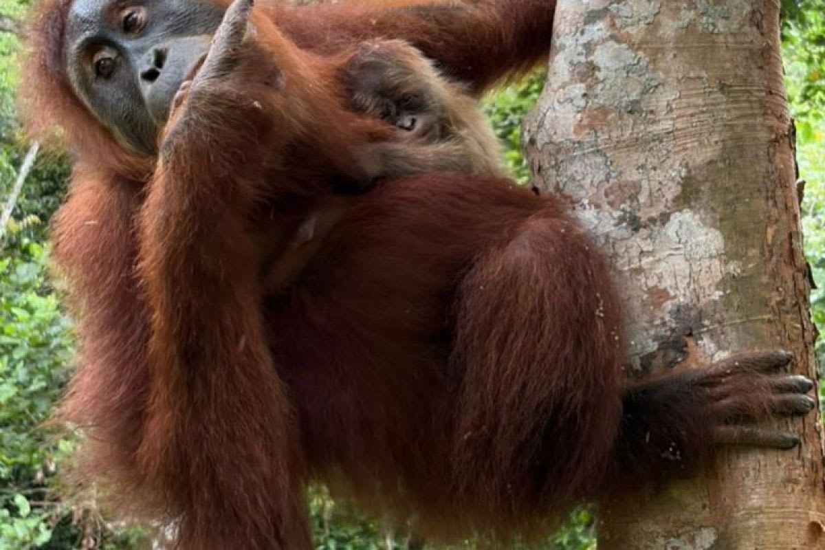 Rescued Orangutan Wenda Has Baby in Indonesian Wild