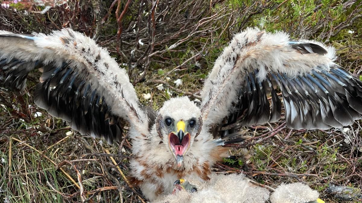 Young hen harrier chicks in nest at RSPB Geltsdale reserve in Cumbria, England