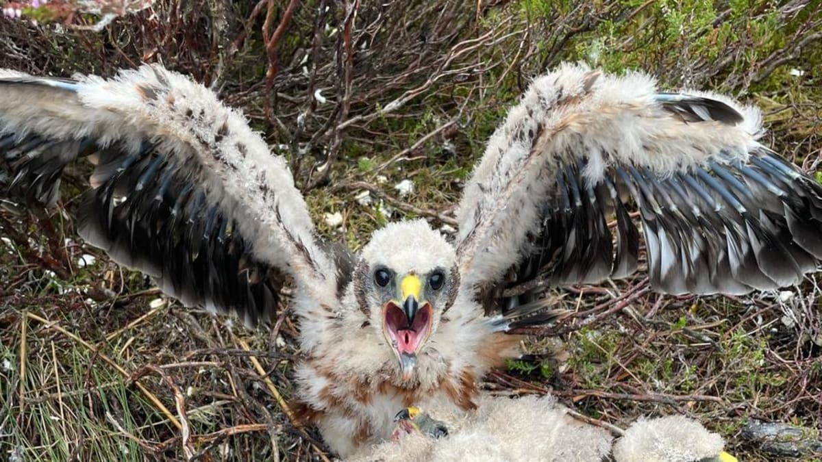Cumbria Reserve Celebrates 13 Hen Harrier Chicks Taking Flight - Image 2