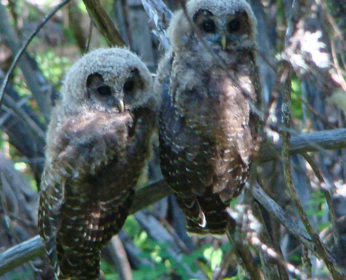 Florida Republicans Block Bill Weakening Endangered Species